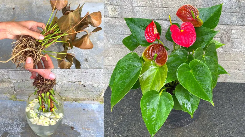 Tips to revive withered anthuriums How to grow red anthurium Greenhome Gardening