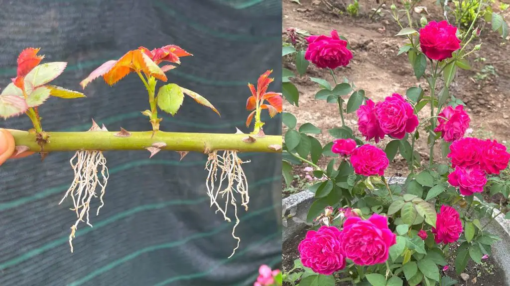 Try Planting Rose Branches How To Grow Roses With Branches