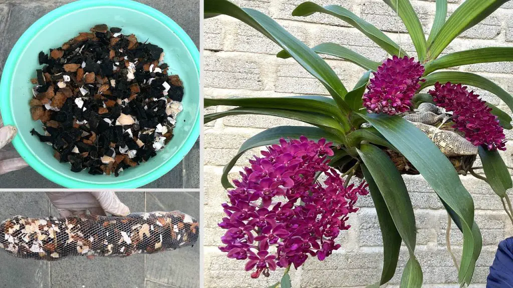 How to make banana peel fertilizer for orchids Making manure for