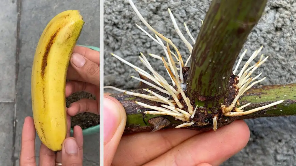 Rose cuttings with juice from bananas Propagate roses with bananas