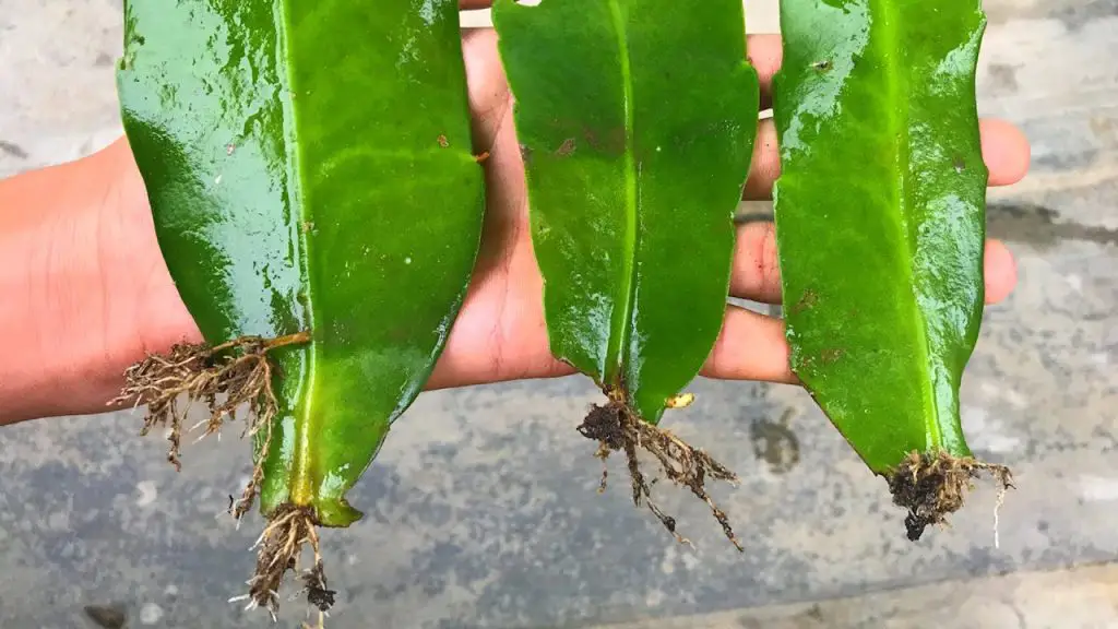 How to multiply flower quỳnh with leaves Epiphyllum Greenhome Gardening