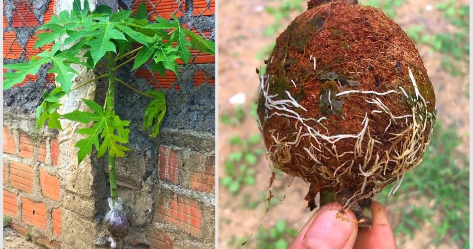 Ways Of Propagation Of Papaya