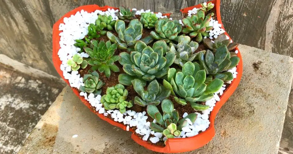 2 ways to recycle broken pots for succulent planting Greenhome Gardening