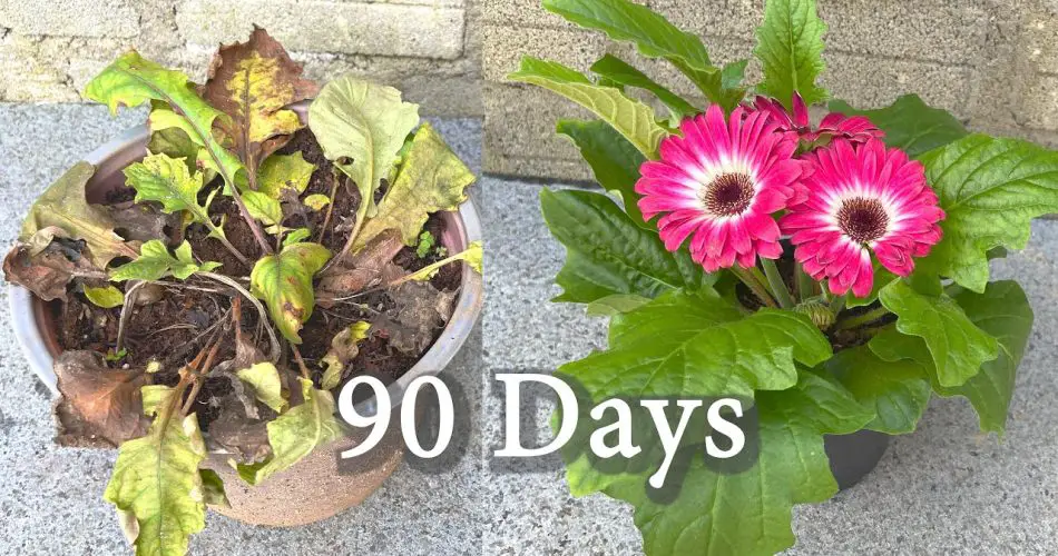 How to restore potted plants picked up in the landfill Save the