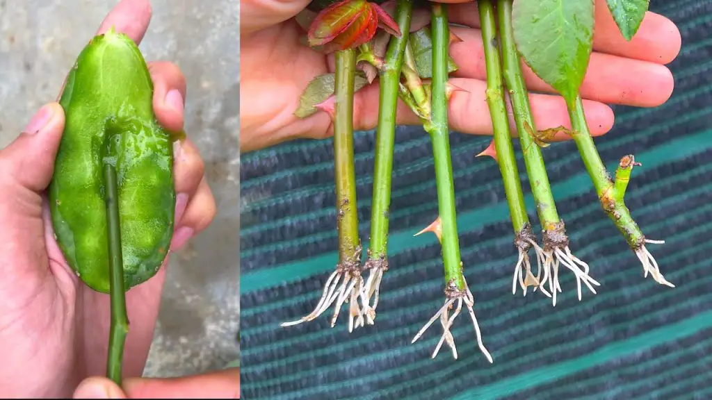 Surprised to buy roses at the store to plant grow roses from cuttings