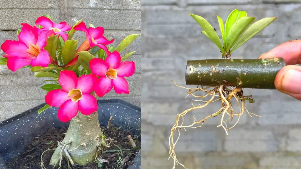 Try Adenium Cuttings with a New Way How to grow plumeria flowers