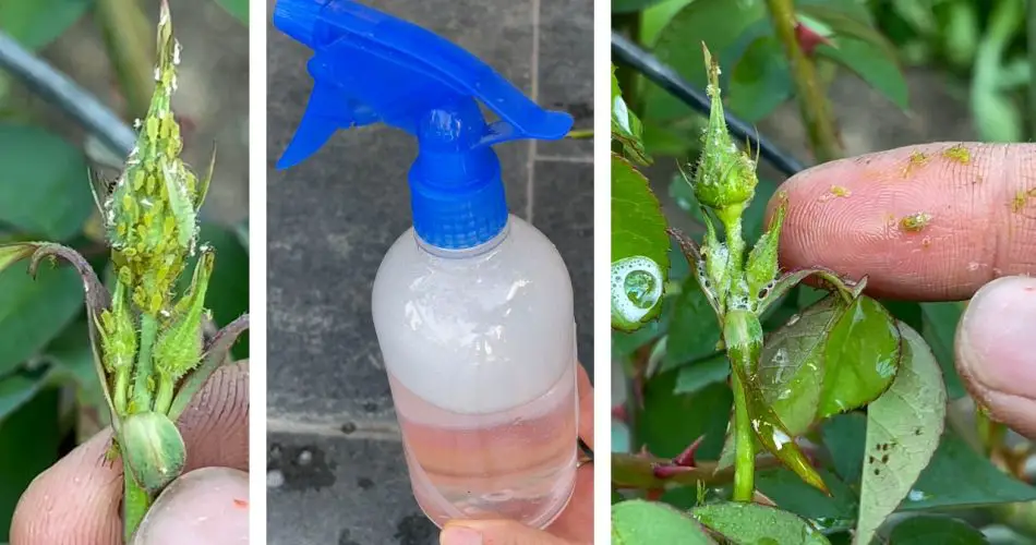 No need for Medicine, I just used a Little Dishwashing Liquid to get