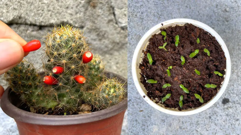 Well-drained soil mix ideal for cactus seed sowing