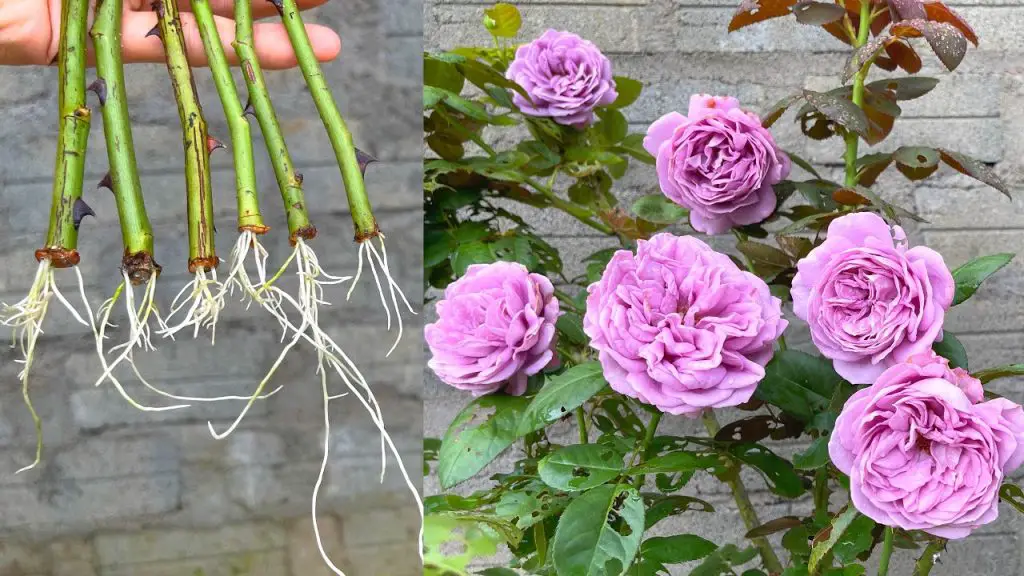 Mastering Rose Care: Effectively Cutting Roses in the Country ...