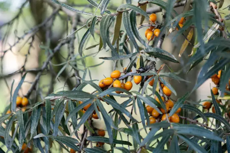 Planting Sea Buckthorn: A Practical Guide &ndash; Greenhome Gardening