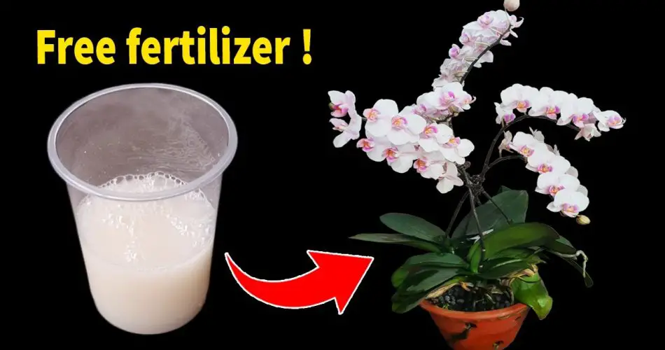 Transforming Orchid Gardens The Miracle of Rice Water Fertilizer Greenhome Gardening