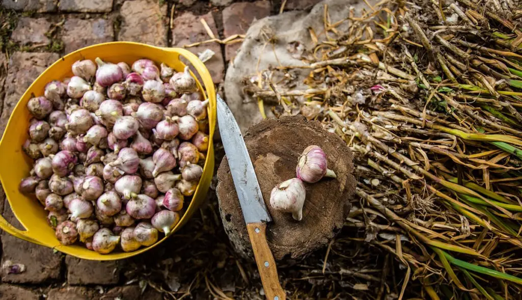 Transform Your Harvest: Essential Steps for Garlic After Harvesting
