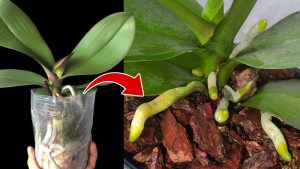 How To Repot An Orchid (Without Killing It): Orchid Care For Beginners ...