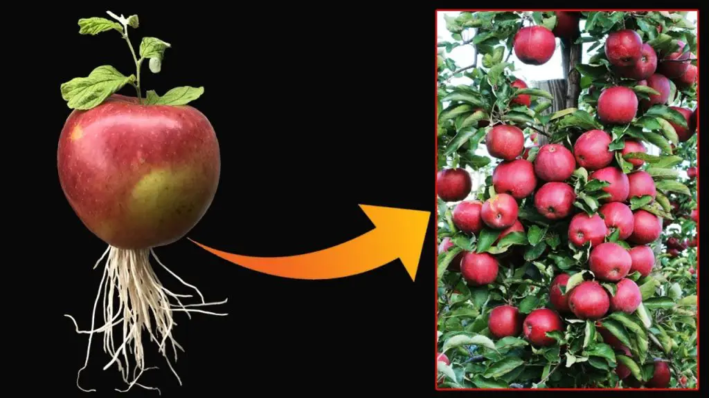I Was Surprised to Breed Apples This Way: Using Aloe Vera for ...