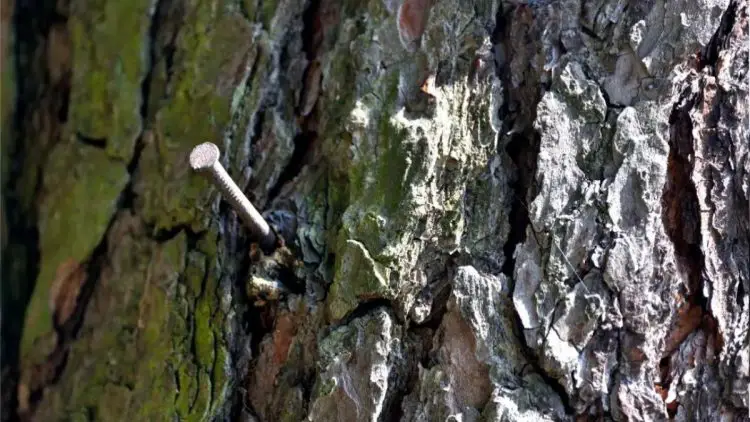 Can a Nail Kill an Entire Tree? – Greenhome Gardening