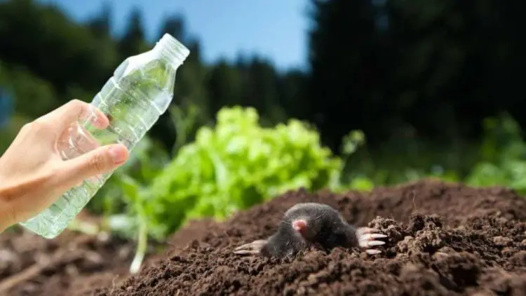 With This Home Remedy, Moles Will Disappear Immediately from Your