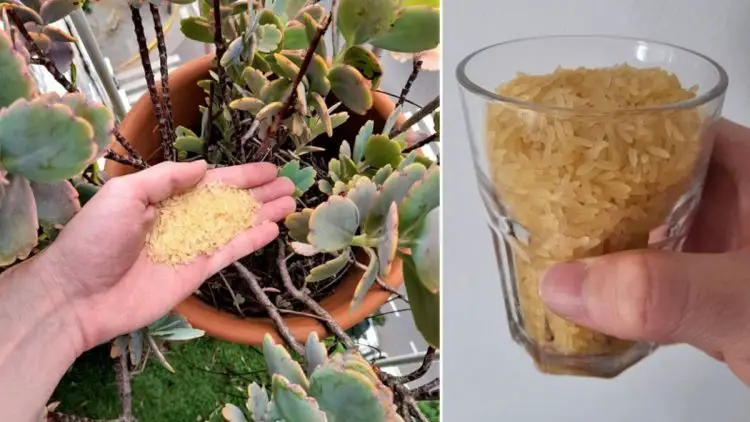 Rice as Fertilizer: How to Use It to Nourish Your Plants – Greenhome ...